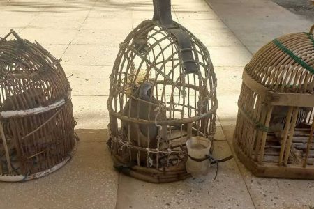 دستگیری عامل زنده گیری 2 کبک وحشی در منطقه شکار ممنوع «کوه سفید» - خبرگزاری کاماکس | اخبار ایران و جهان