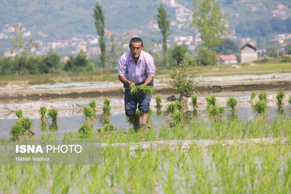 نشاکاری برنج در ۳۲۰ هکتار شالیزار ساری