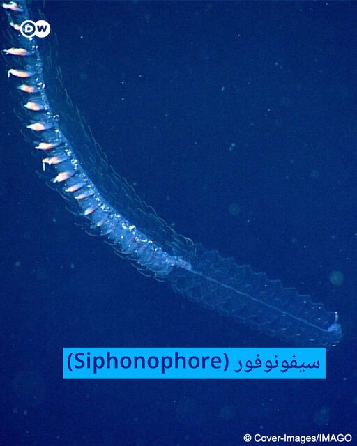 هفت موجودات عجیب و غریب کره زمین + تصاویر