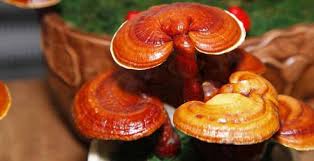 طبع قارچ گانودرما: سرد است یا گرم؟ خواص و ویژگی های آن