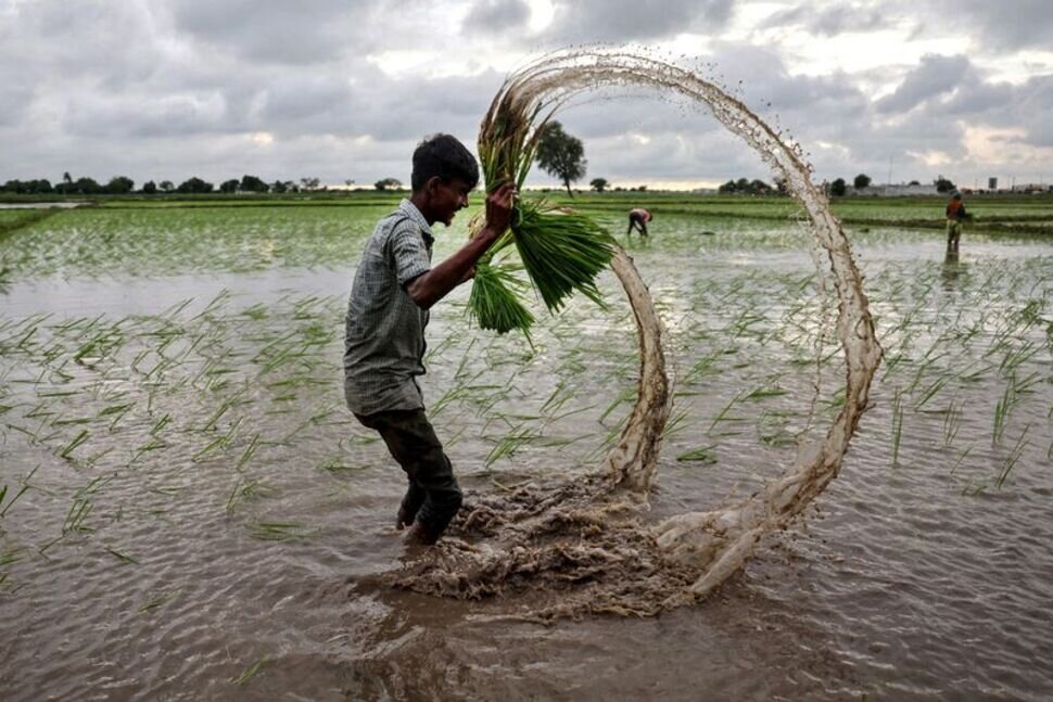 قیمت جهانی برنج به کف خود رسید