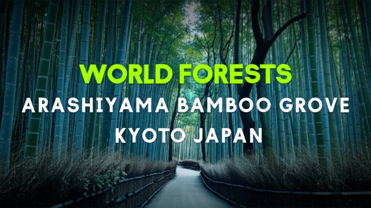 جنگل های جهان جنگل درختان بامبوی آراشی یاما، کیوتو، ژاپن