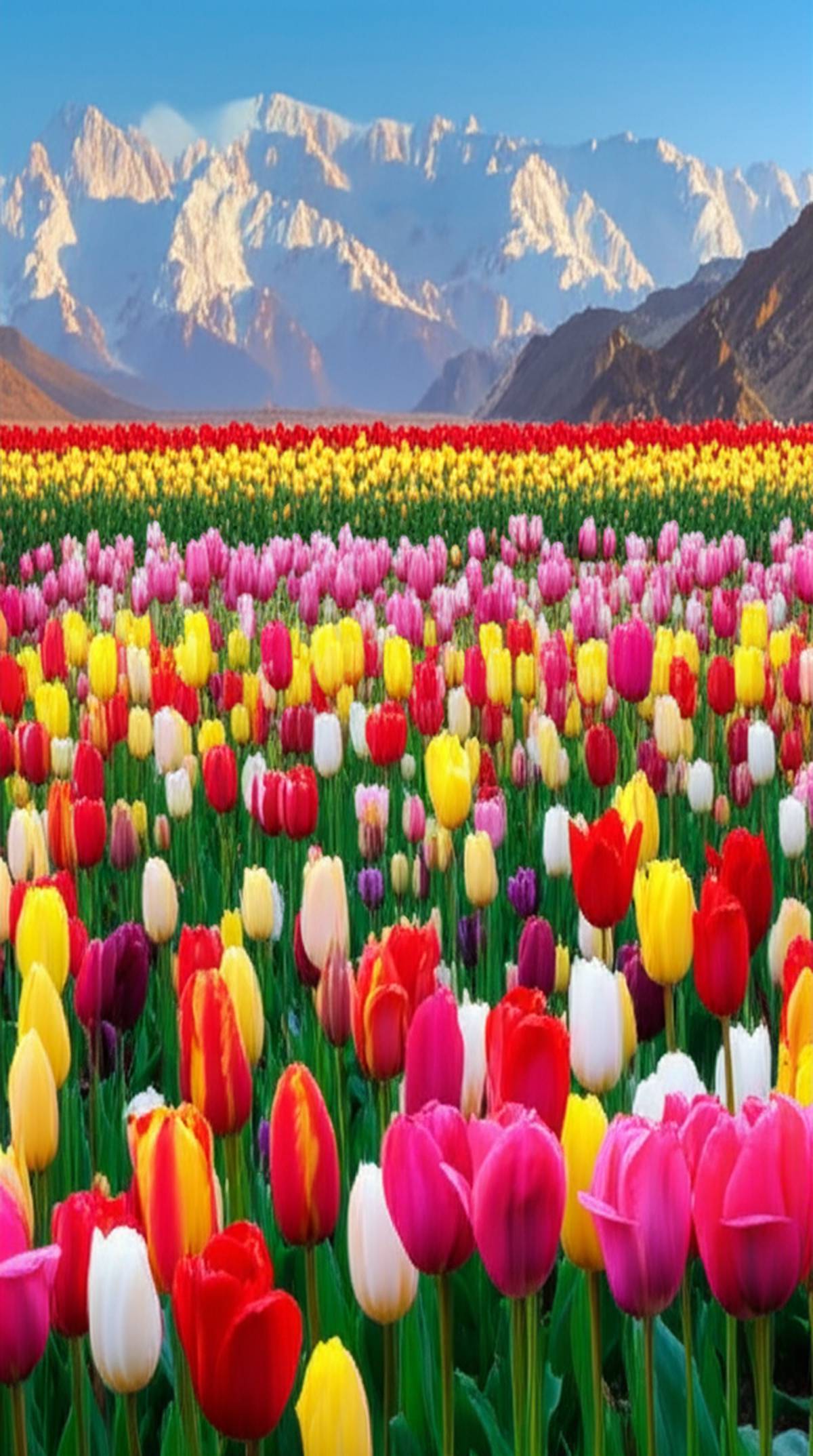 جشن لاله ها در دامنه البرز - تماشای بهشت گل های بهاری