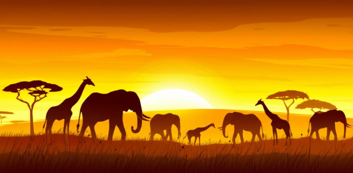 چرا به آفریقا سفر کنیم؟ ۱۰ تجربه شگفت انگیز در قاره سیاه